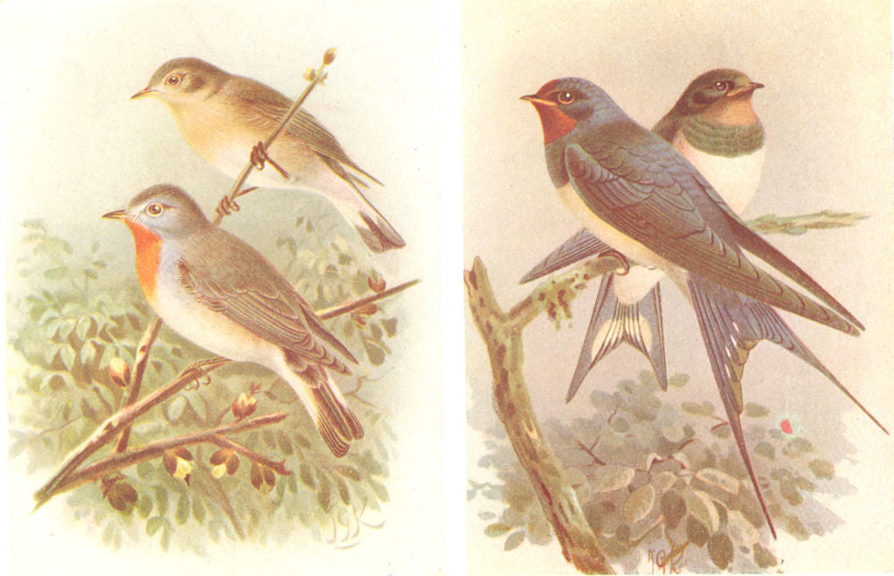 BRITISH BIRDS. Red-Breasted Flycatchers; Swallows. THORBURN 1925 old print